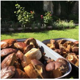 Včera Krkonoše a dneska krémová  bramboračka s čerstvými houbami 
#skodanezajit